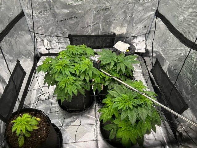 2025-26 harvest INDOOR — flower, day 78