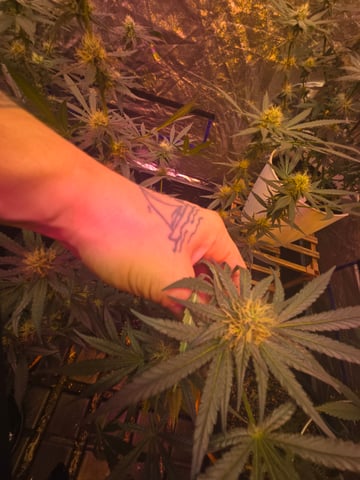 fruitstripe-x-breathworks VS Tropical cherry vs kush cake. vs og haze — flower, day 87