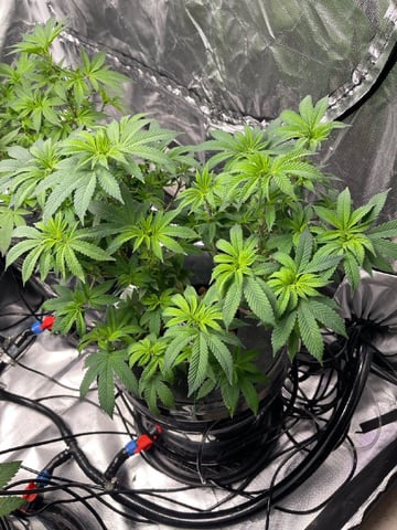 1st Ever Grow (Fat Bastard)(RDWC)  — flower, day 98