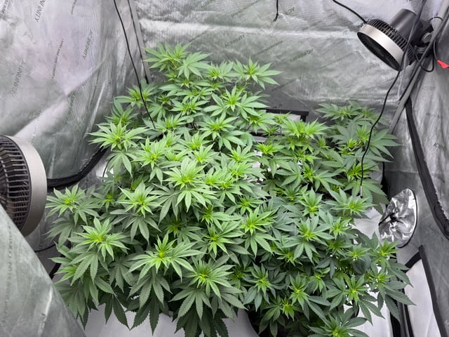 boom420 — vegetative, day 31