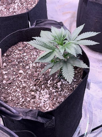 4’x8’ Grow1 — grow_setup, day 27