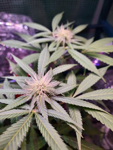 missing pieces — flower, day 82