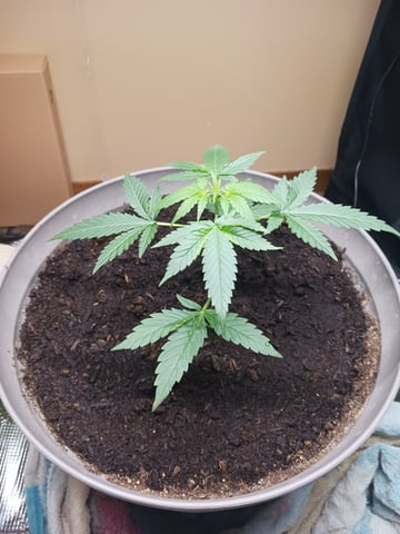 black gorilla feminized  — flower, day 24