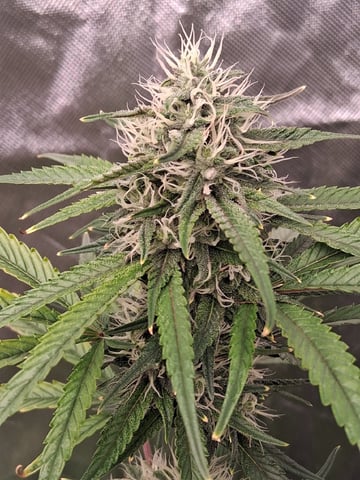 Free Seeds — flower, day 143