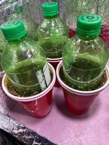 2026 Outdoor Crop — germination, day 3