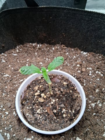 Fruity Pebbles OG — vegetative, day 1