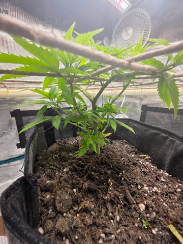 First try — vegetative, day 58