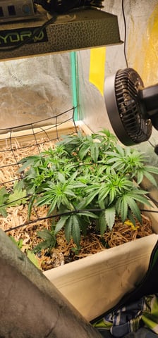 10G's — vegetative, day 33