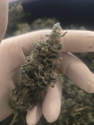 4 strains in 1 tent