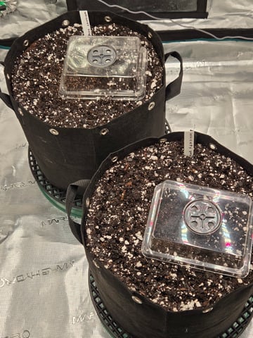 3rd Grow 3x3 tent — germination, day 1
