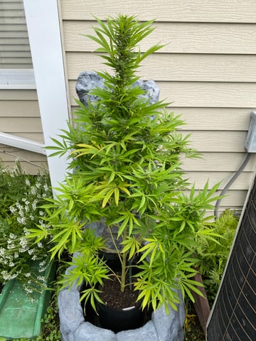 widows’ mimosa f1 — flower, day 112