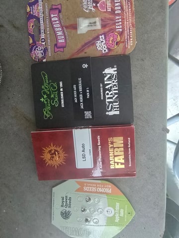 2nd Autoflower Indoor Grow — grow_setup, day 1