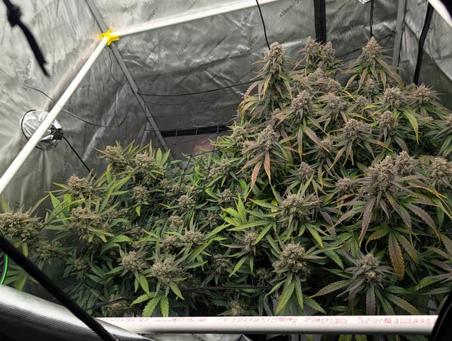 Grow #4 — flower, day 83