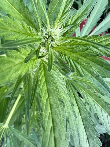 Banjo (Adam’s Plant) — flower, day 49