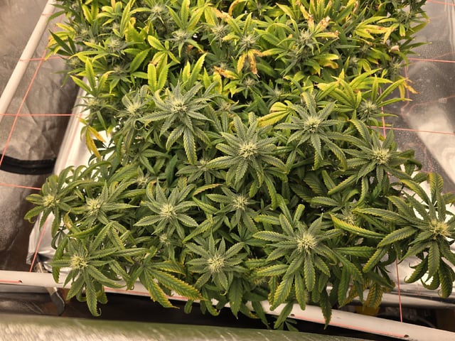 Platnium Jelly — flower, day 92