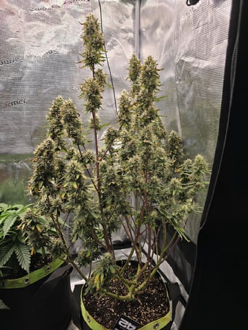 Gorilla Cookies auto  — flower, day 76