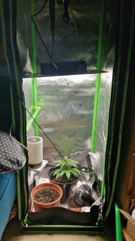 Sherbert Queen — grow_setup, day 1