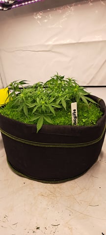 First Grow with the new setup  — auto, day 38