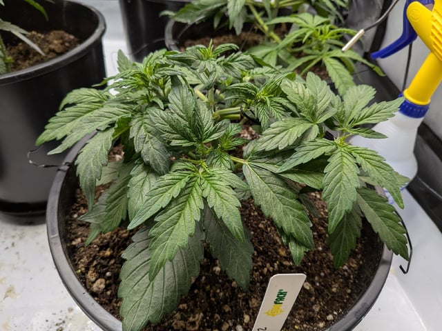 Grow Tent Starts — vegetative, day 45