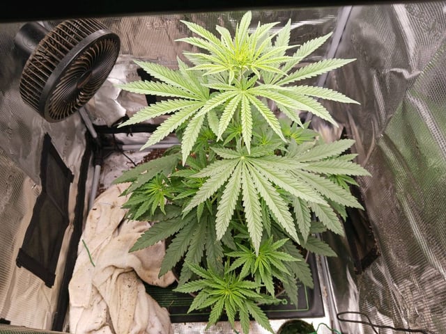 4th grow  — flower, day 160