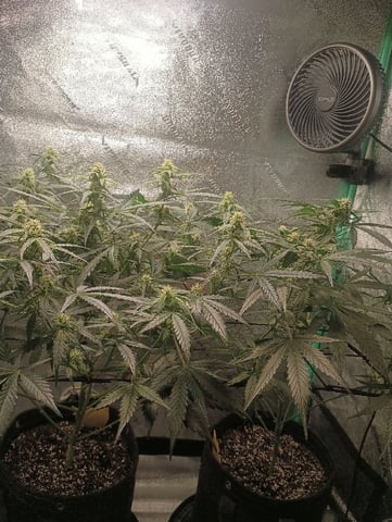 Auto Flower Wedding Glue — flower, day 24