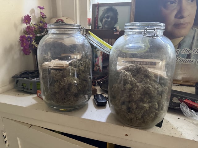  Apple fritter  Clones round two — done, day 278