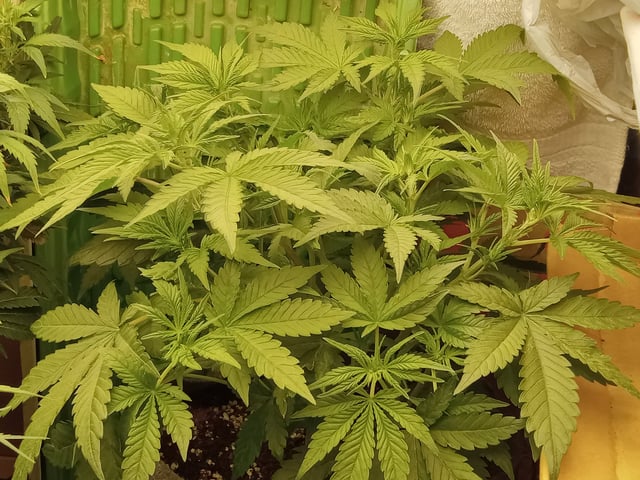 Blueberry critical kush x purple peyote wifi  and one L.a kush cake . — flower, day 33