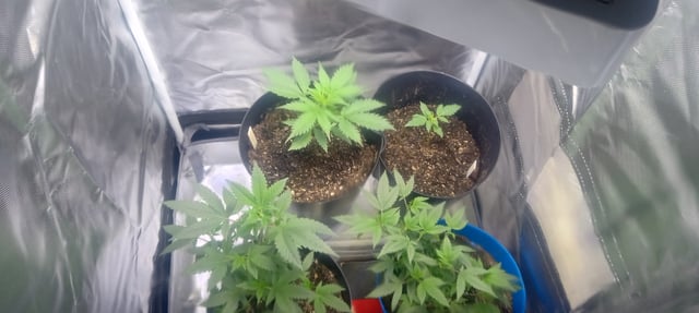 frst grow tent grow — vegetative, day 28