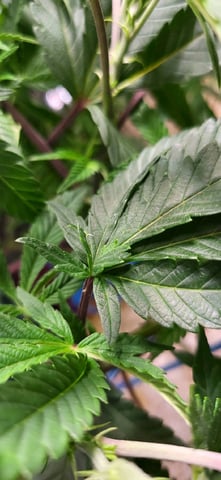 1st grow indoors(cardboard box to 2x2x4 to 5x5x6) — vegetative, day 49