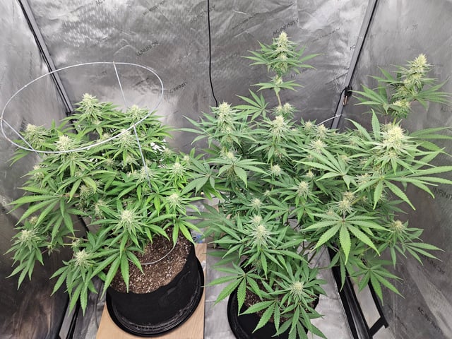 BLACKCHERRY SHERB — flower, day 56