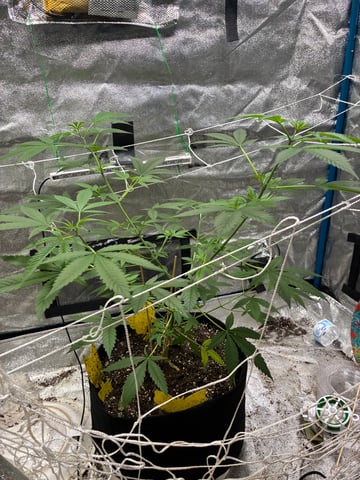 The Next One  — grow_setup, day 1