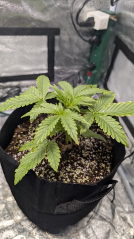 Grow 1 — vegetative, day 25