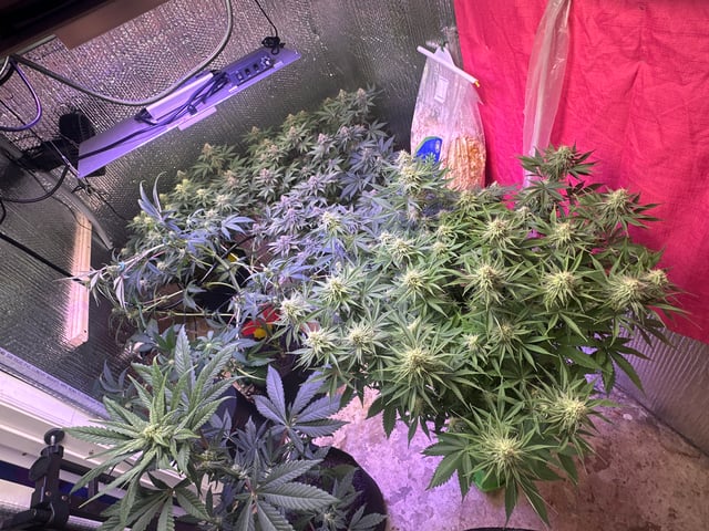 Gelly Mama and Sugar Tree — flower, day 111