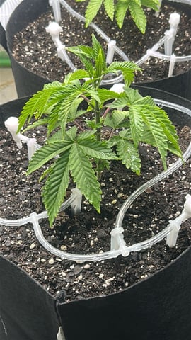 grow two — vegetative, day 1