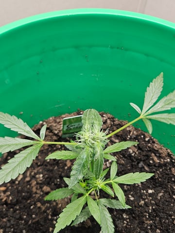 1st plant. Strain: Green Gelato AutoFlower — flower, day 58