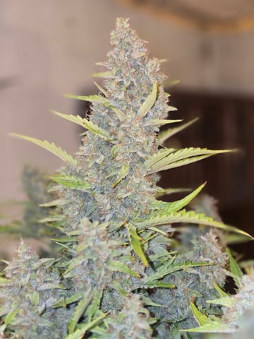 First Autoflower Indoor — flower, day 33