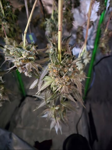 Grow 3 — flower, day 63