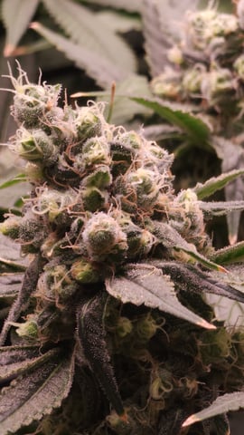 DNA Genetics Kosher Cookies rockwool run round 2 — flower, day 100