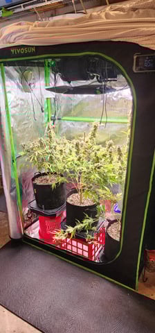 Critical Purple Autoflower — harvest, day 166