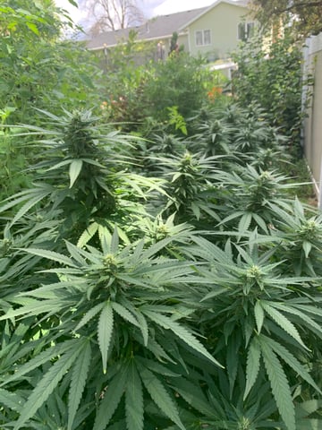 Outdoor  — flower, day 4