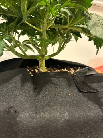 Banana Purple Punch Auto — flower, day 28
