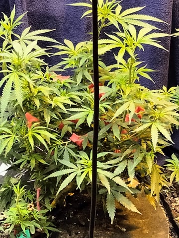 autos — germination, day 63