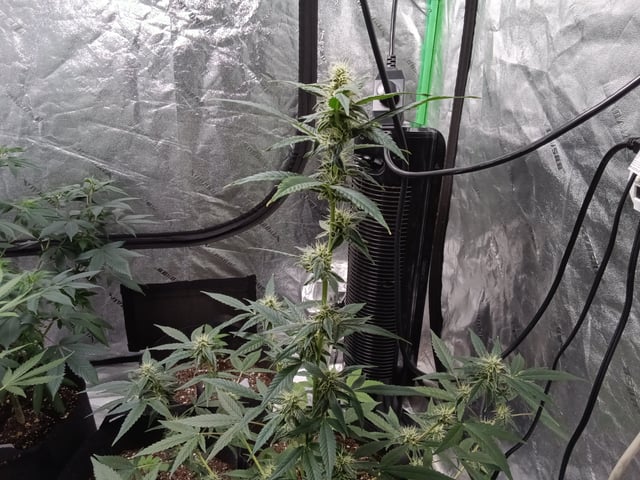 Blackberry Moonrocks Auto & Purple Tropicana Cookies Auto — flower, day 44