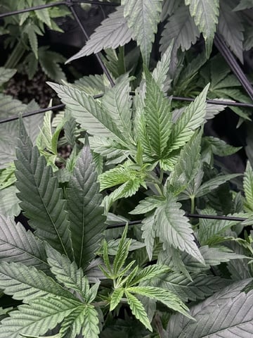 First Time Grower Long Time Blazer — vegetative, day 3