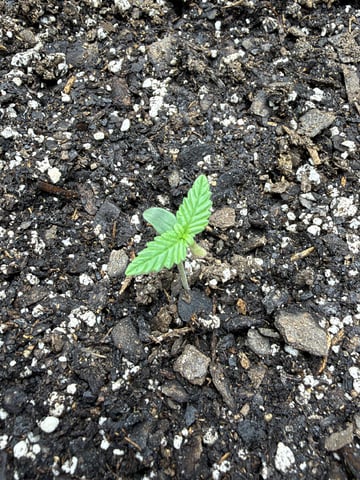 Gorilla Cookies 2nd Try — seedling_rooting, day 10