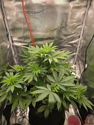 Northern lights #10 2nd plant (Selkies) — vegetative, day 37
