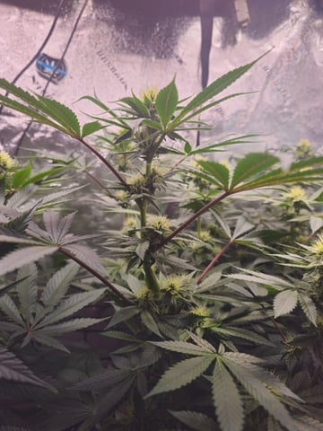 first grow — flower, day 85