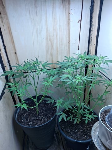 Banana  — auto, day 46