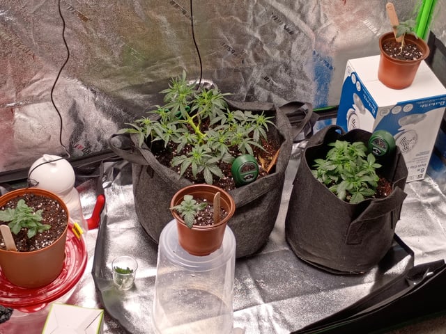 1st Grow Eva — vegetative, day 25