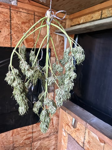 First ever grow — harvest, day 104